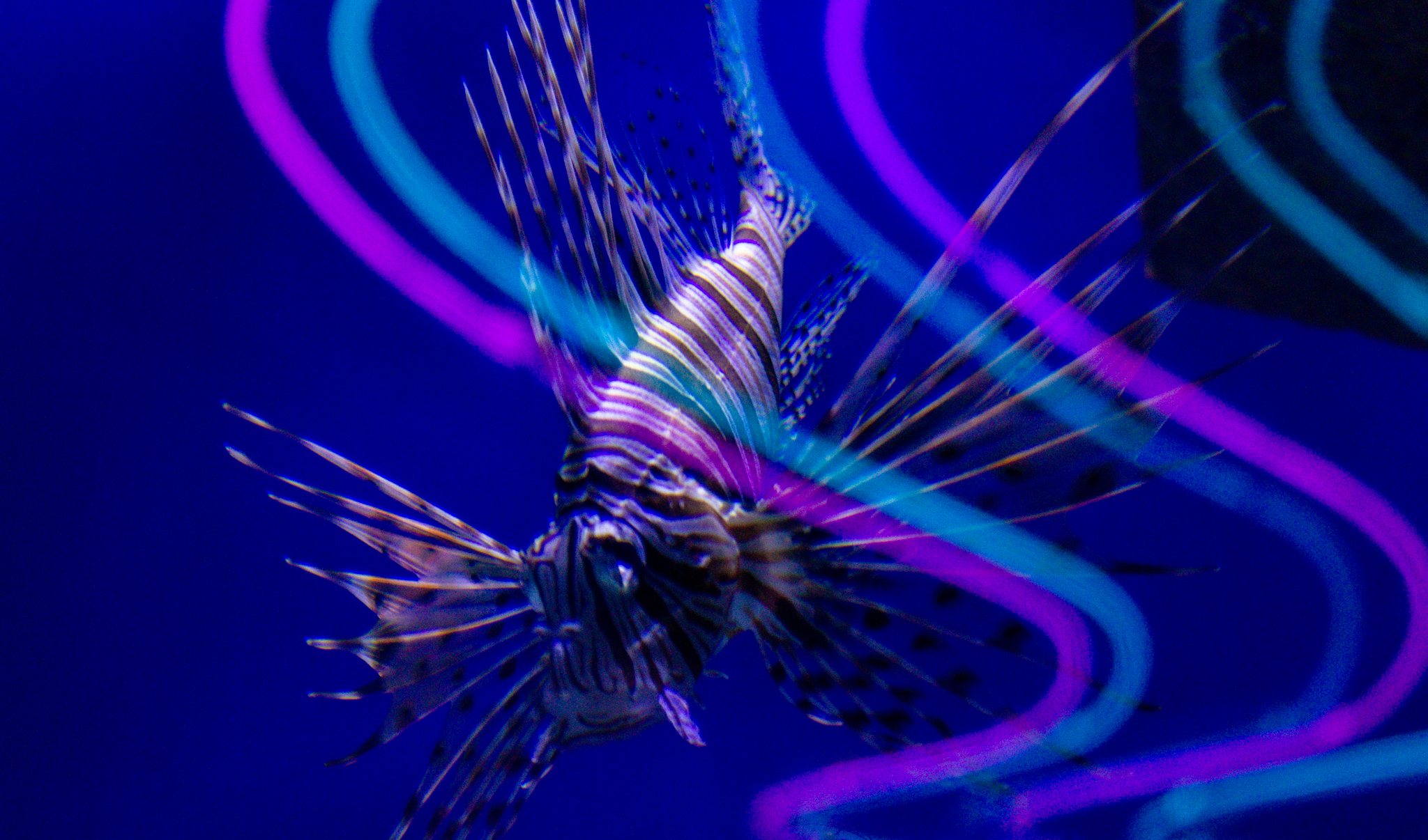 Neon Lionfish