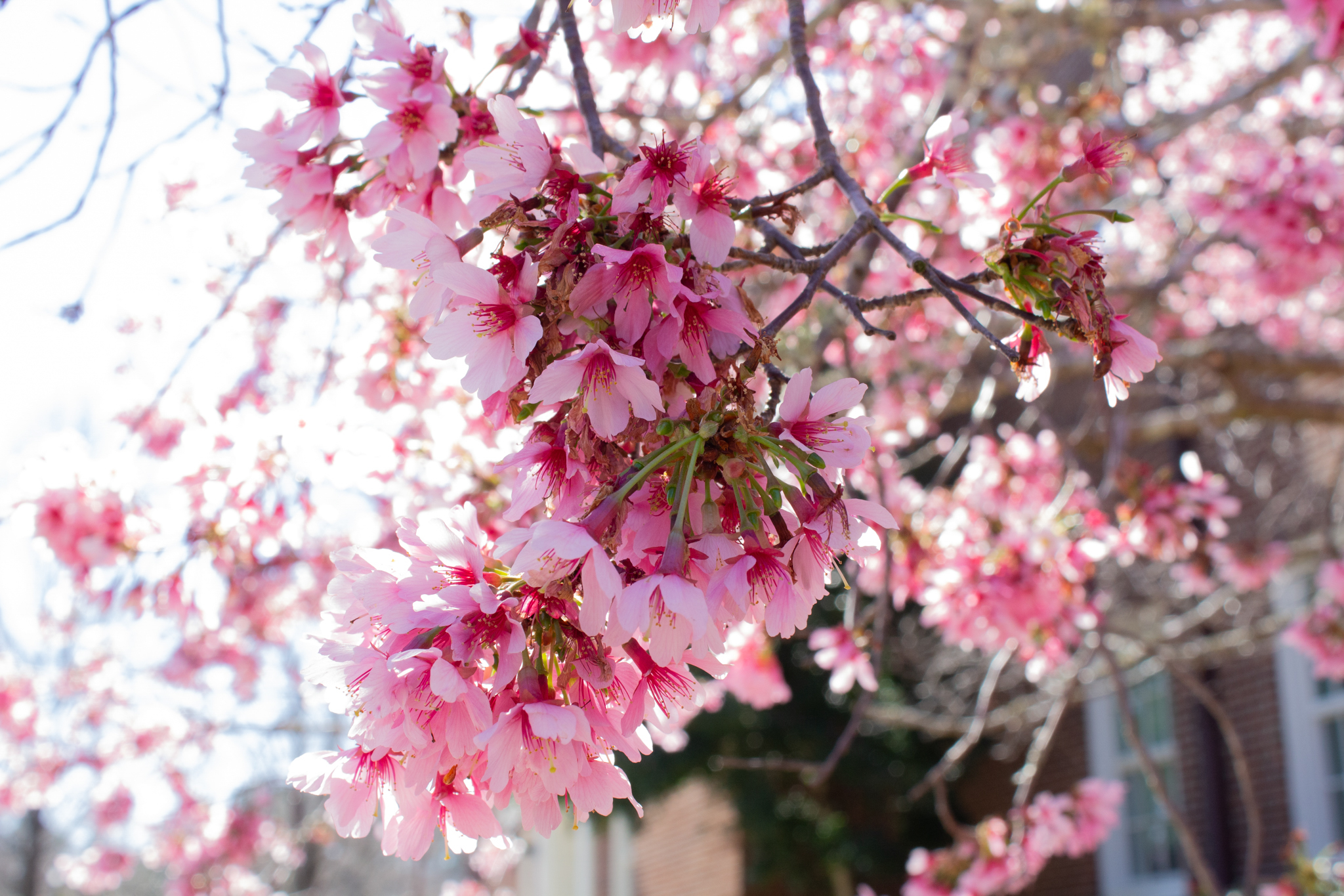 Seasonal Flowers